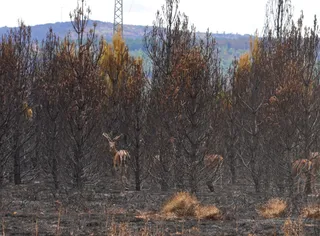 Ciervos tras el incendio de la Sierra de la Culebra. ICAL