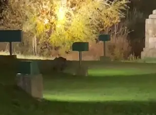 Jabalí buscado en Salamanca en el río Tormes