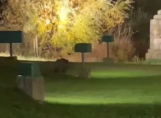 Jabalí buscado en Salamanca en el río Tormes