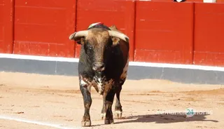 Ejemplar de la ganadería Núñez del Cuvillo en la Feria de Salamanca de 2023. Foto Andrea M.