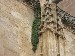 Planta en la fachada de la Catedral Nueva de Salamanca | Foto: Ciudadanos por la Defensa del Patrimonio