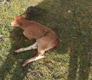 Un ganadero denuncia que los zorros dejan malherida a una becerra en su explotación de Galinduste
