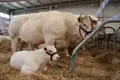 Imagen de animales de la raza charolesa en Salamaq | Salamanca24horas