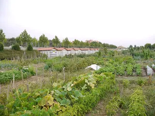Huertos urbanos en Carbajosa de la Sagrada | Ayuntamiento Carbajosa de la Sagrada