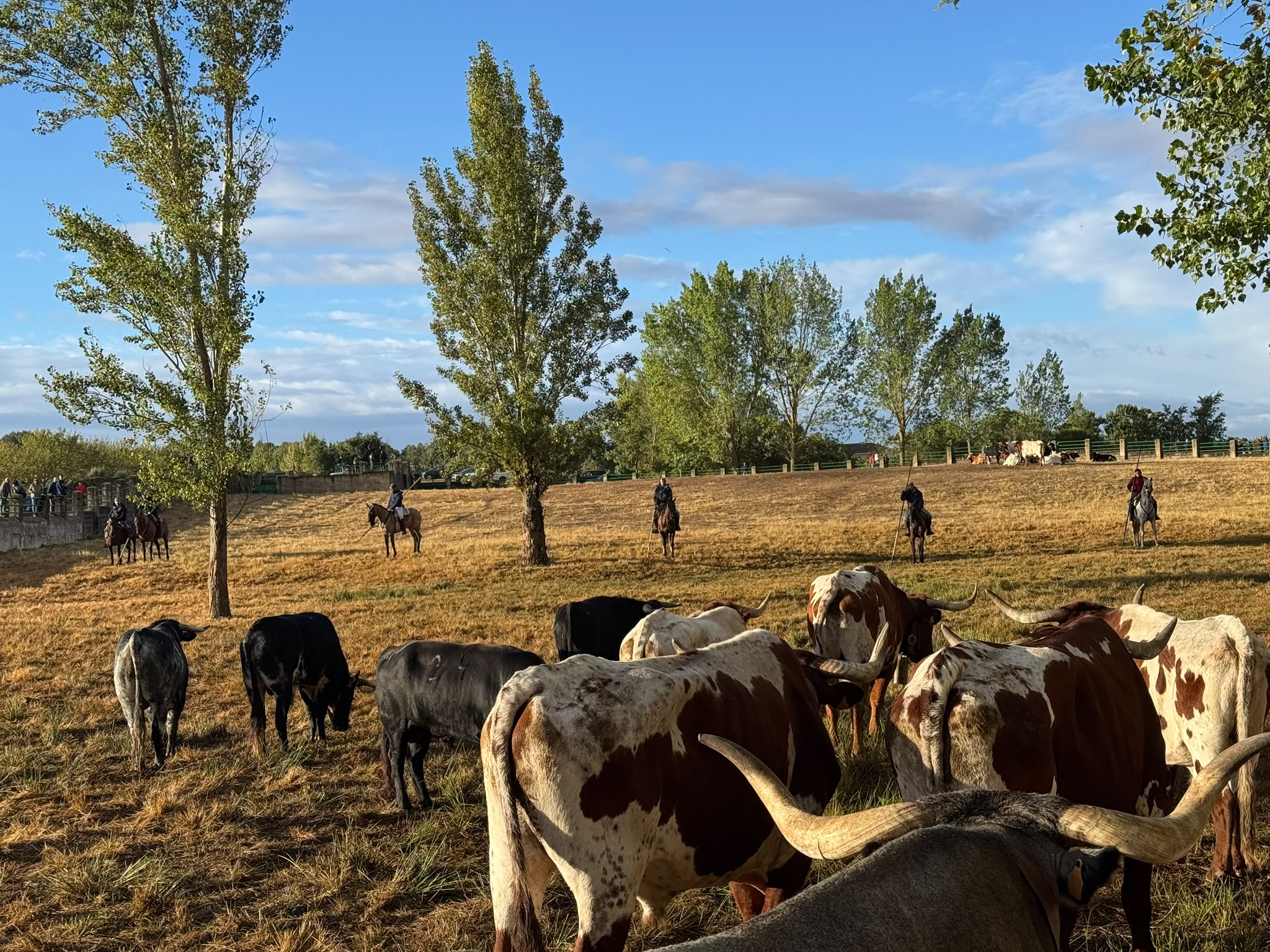Encierro a Caballo De Novillos De La Campana En Aldead&aacute;vila De La Ribera. Salamanca24horas (3)