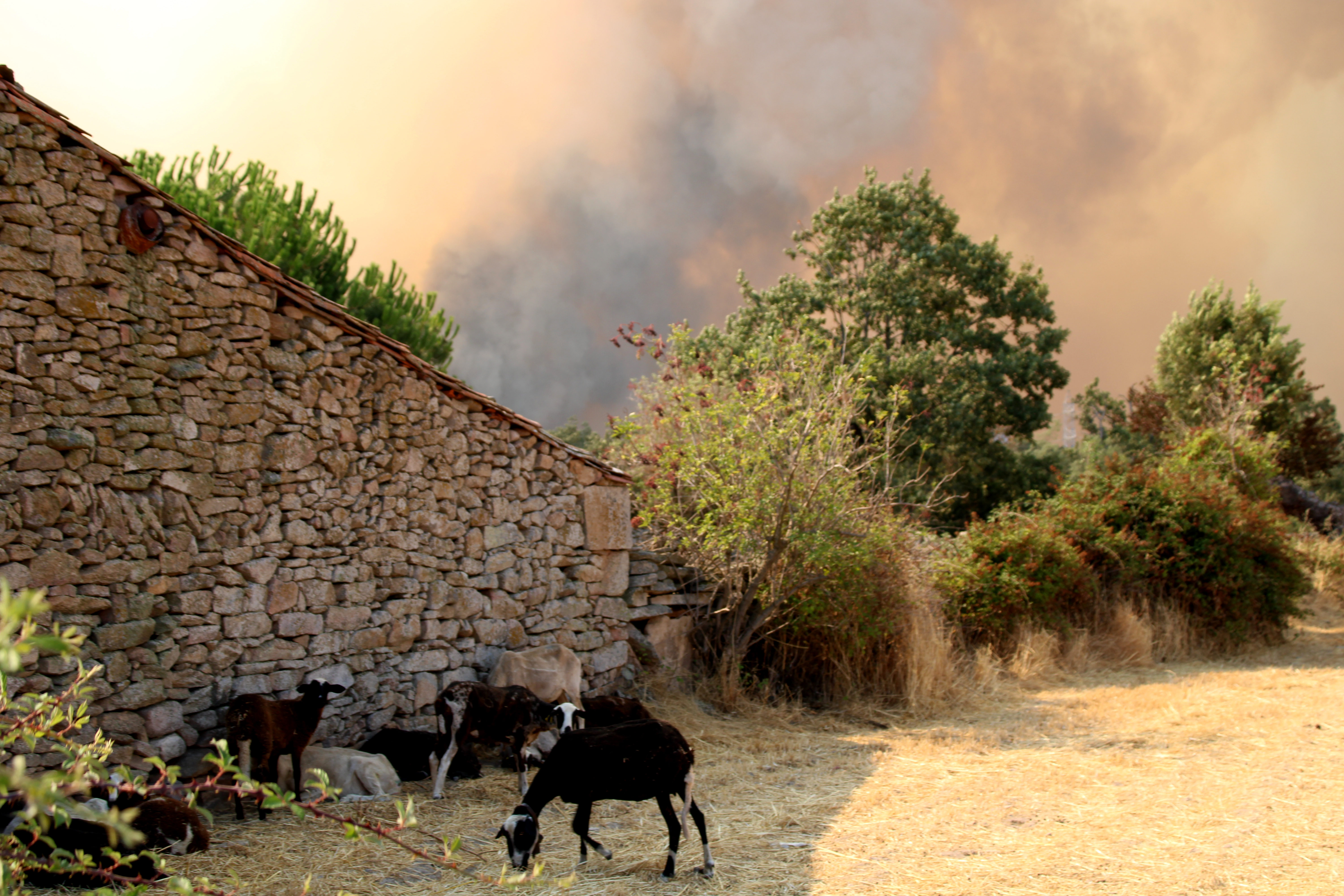 Ovejas en Formariz 