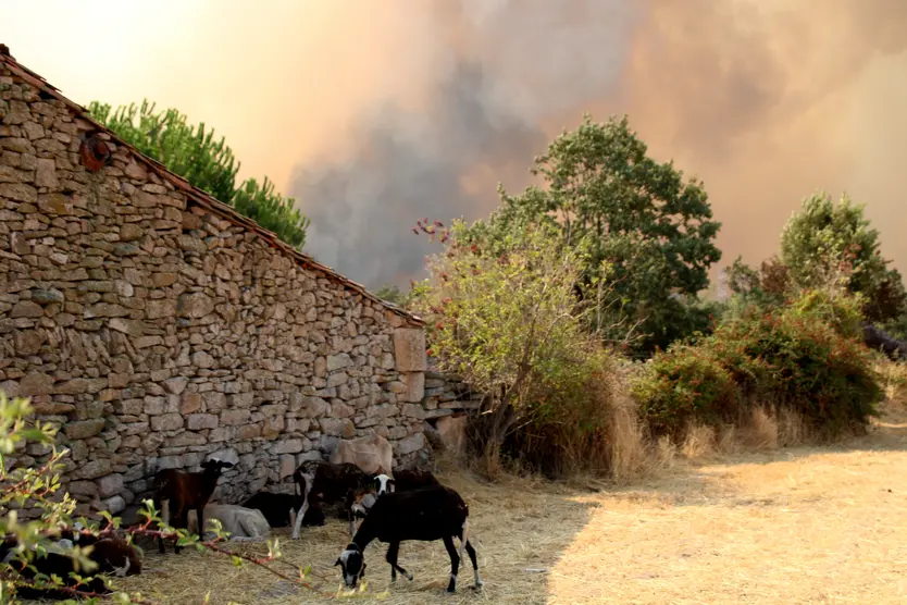 Ovejas en Formariz