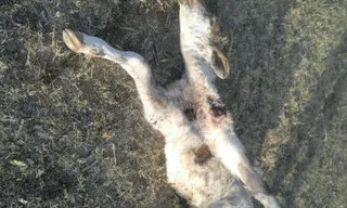 Ternero muerto por el ataque de los lobos en Frades de la Sierra