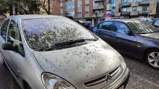 Suciedad estorninos. Foto cedida por el Grupo Municipal Socialista