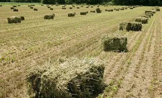 La Consejería de Agricultura amplía hasta el 15 de octubre el plazo para solicitar las ayudas a la incorporación de jóvenes