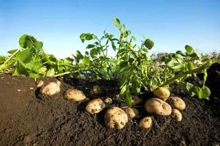 Patatas en campo