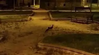 Patitos