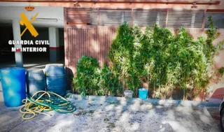 Dos personas detenidas por la Guardia Civil en la zona de Ciudad Rodrigo por tener plantaciones de marihuana