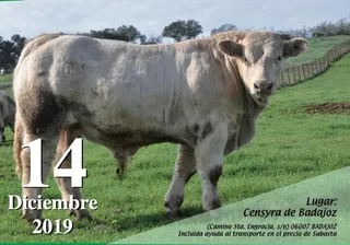 SUBASTA CENSYRA 2019