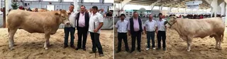 Una empresa salmantina desembolsa cerca de 10.000 euros por dos vacas cebadas