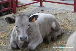 Lonja, vacas, campo, ganado (3) 1200x800