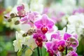 Orquídeas en una foto de archivo | Foto: Europa Press