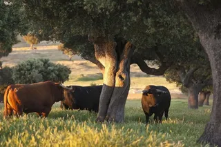 Toro y dehesa