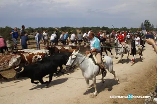 Tradicional encierro a caballo en lumbrales (27)