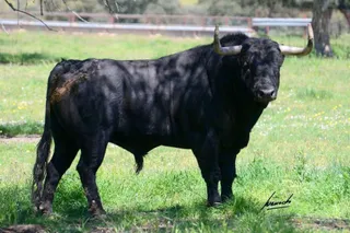 Toros Alba de Tormes 11 de junio
