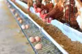 Granja de gallinas