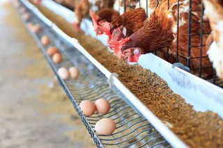 Imagen de archivo de unas gallinas comiendo