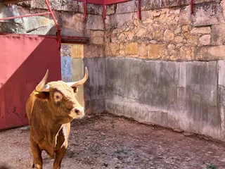 4 novillo de Antonio Palla