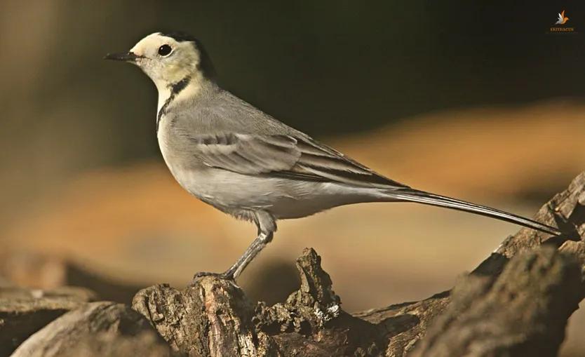 Lavandera blanca