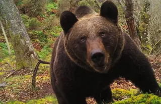 Oso Pardo