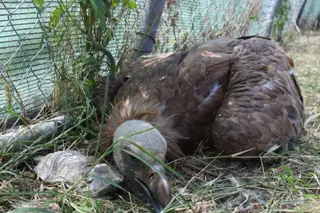 Buitre envenenado recuperándose en Las Dunas | FOTO: S24H