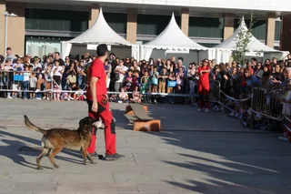 Exhibición Unidad canina de rescate Festival Coodefest Castilla y León