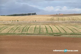 Campo septiembre (5)