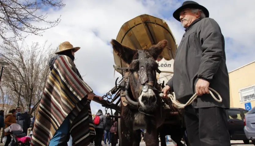 Pregón del arriero y matanza típica de Guijuelo | Fotos: Andrea M
