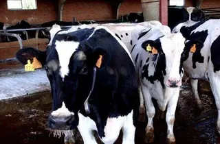 Nace la Plataforma de Competitividad Productiva del Vacuno de Leche