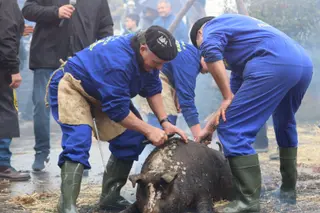 Matanza Típica de Guijuelo | Mateo G.J.