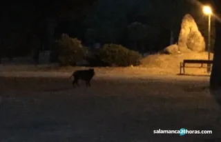 Jabalí aldehuela portada
