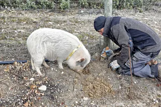 Gorrino trufero olfateando