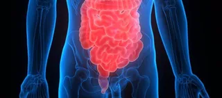 Intestino y colon | EP
