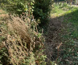 Denuncian el estado del regato situado en el parque Lazarillo de Tormes de Tejares (2)