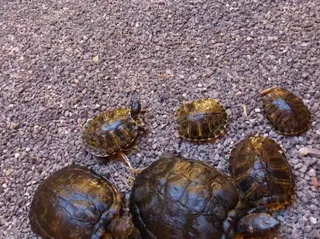 Ejemplares de tortugas exóticas invasoras en libertad | Europa Press