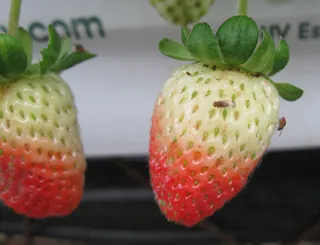 La mosca, sobre unas fresas. Foto: IRTA