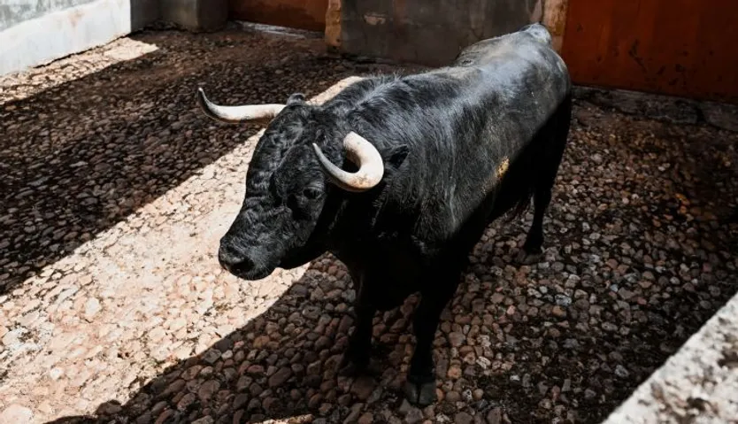Sorteo de los toros para el mano a mano entre Morante de la Puebla y Marco Pérez en Salamanca. Fotos BMF Toros (13)
