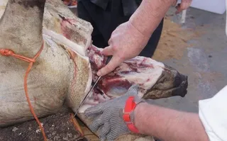 Al rico sacrificio del cochino en Matilla de los Caños