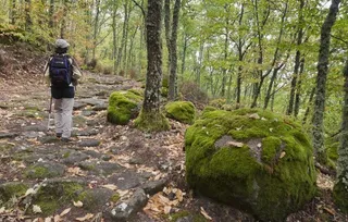 BOSQUE ESPEJOS 2