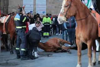 Un caballo se cae durante La Dominicana