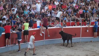 Fiestas de Santa Marta: Vaquillas
