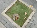 Alcorque Con Un Tocón Enterrado En El Paseo Del Doctor Torres Villarroel | Salamanca24horas