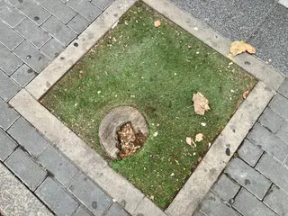 Alcorque Con Un Tocón Enterrado En El Paseo Del Doctor Torres Villarroel | Salamanca24horas