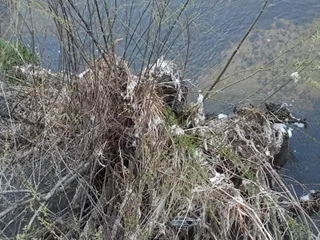 Toallitas arrastradas por la crecida en las orillas del río Tormes | Guillermo Cordero