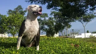 PITBULL